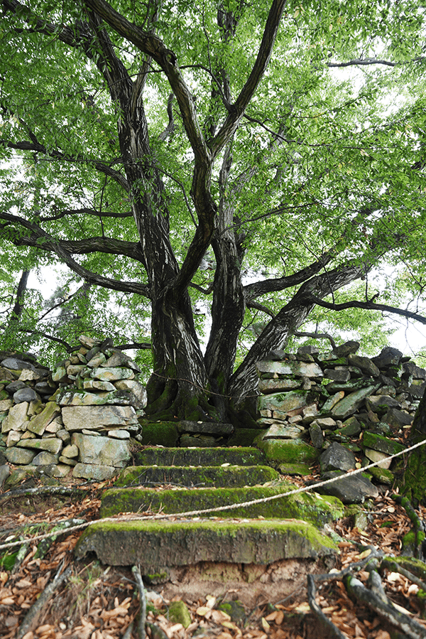 성천마을 당산나무와 계단