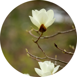 City flower: Magnolia