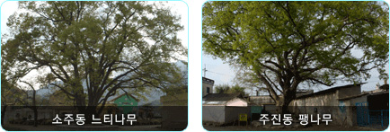소주동 느티나무, 주진동 팽나무