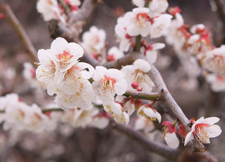 원동매화를 상징하는 매화꽃