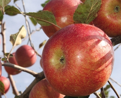 Baenaegol Apples for Your Health