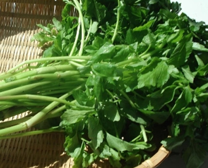 Wondong Water Parsley from Clean Nature