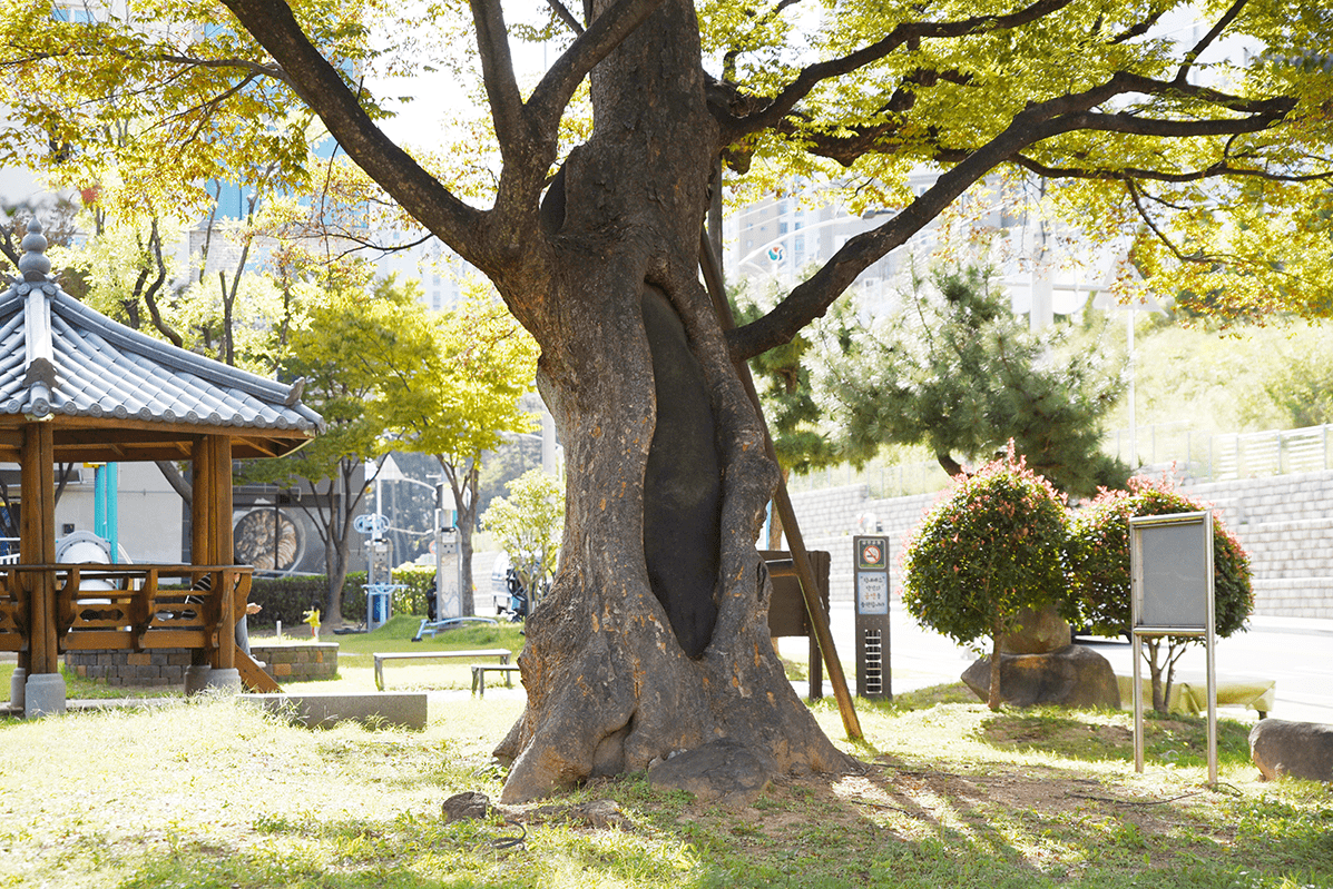 본리마을 당산나무