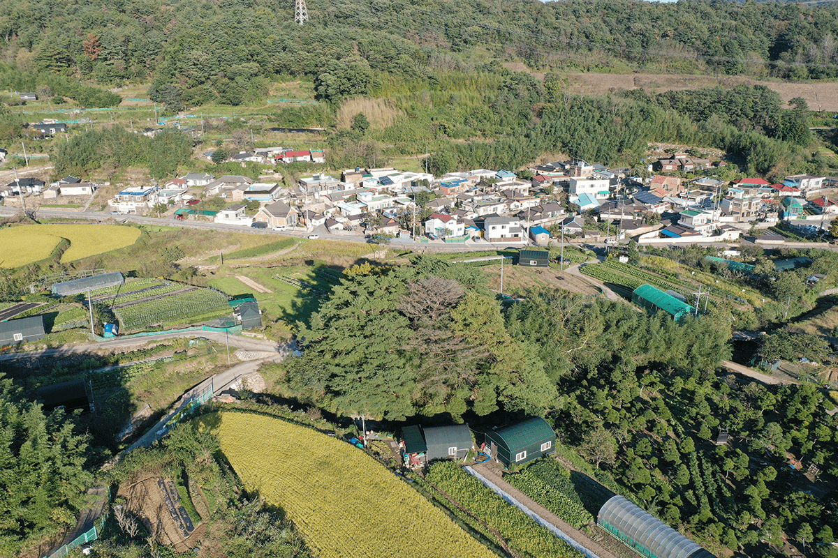 개곡마을과 당산나무 항공사진 이미지