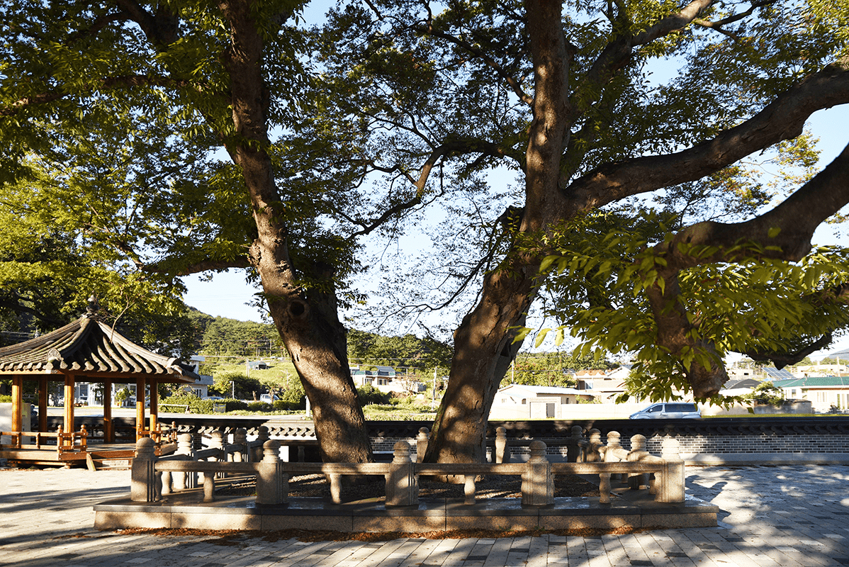 법기마을 당산나무의 수관 이미지