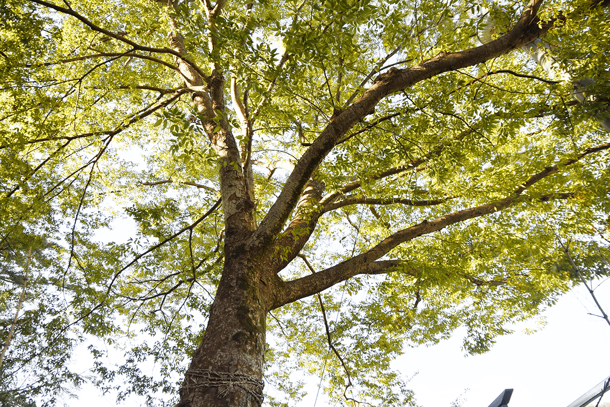 개곡마을 당산나무의 줄기와 수관 이미지