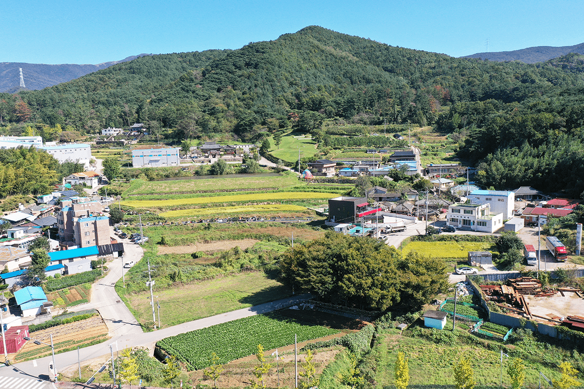 소노마을 당산나무