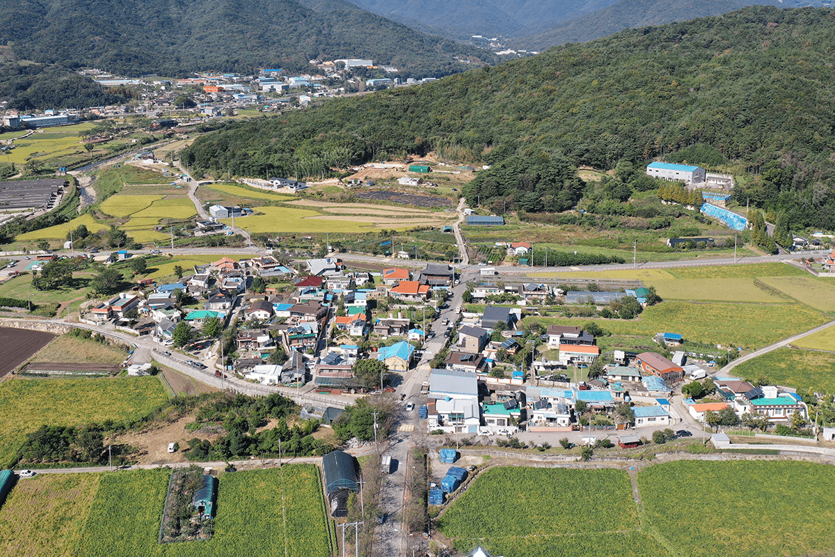 신전마을 당산나무 항공사진