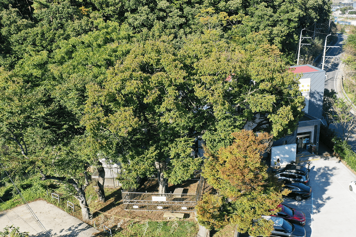 감결마을 당산나무 항공사진