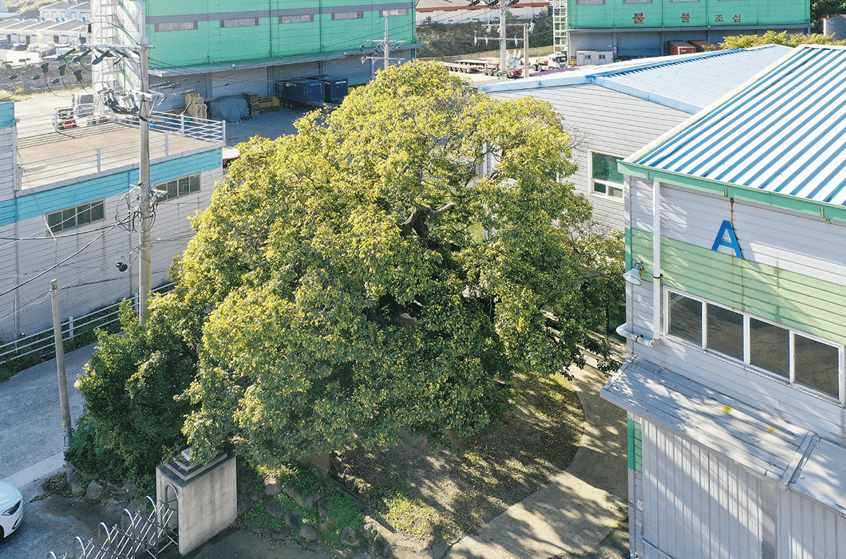 용선마을 당산나무