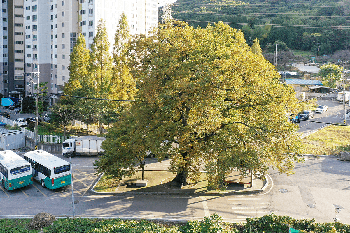 회현마을 당산나무