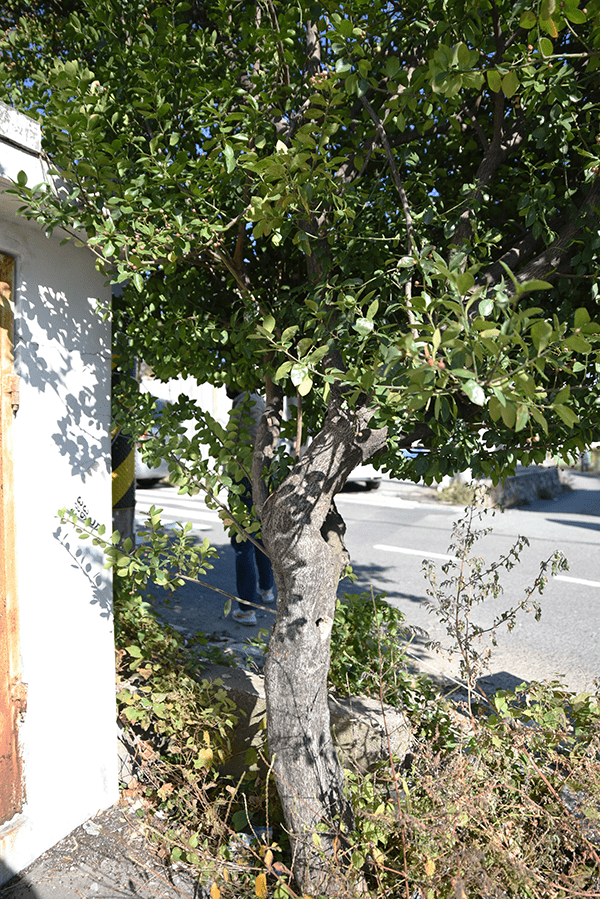 내연마을 당산나무의 줄기와 수관