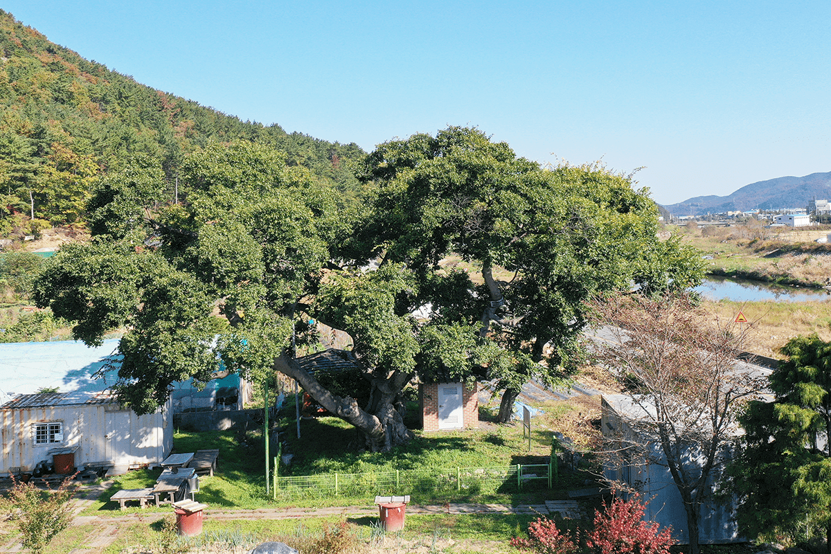 용암마을 당산나무와 당집