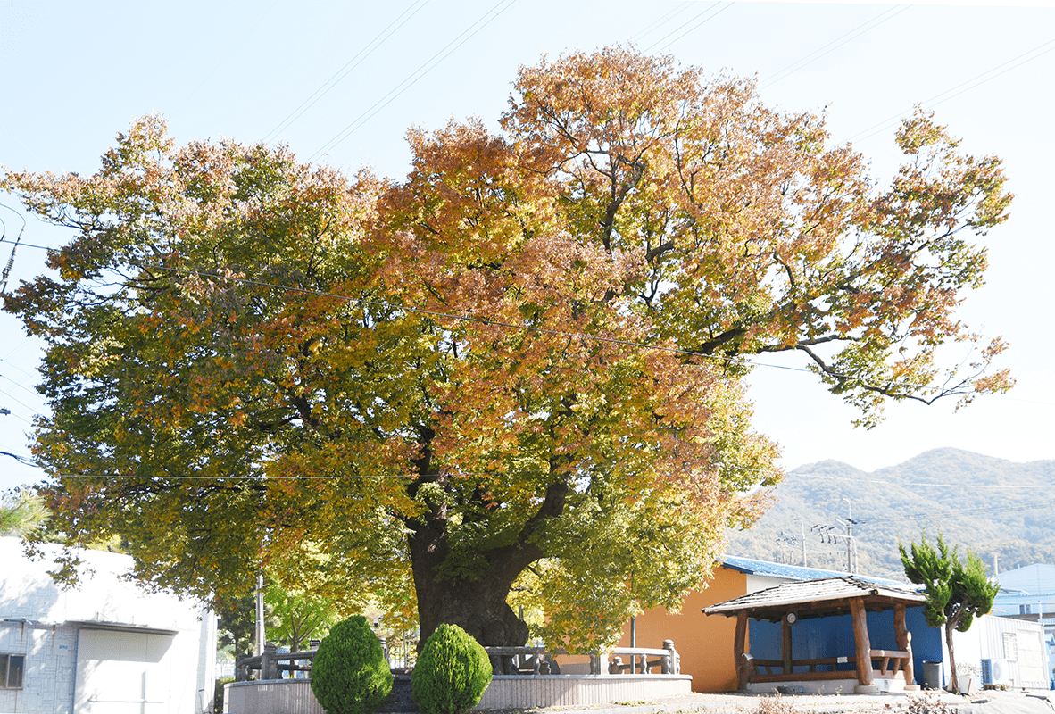 명동마을 당산나무