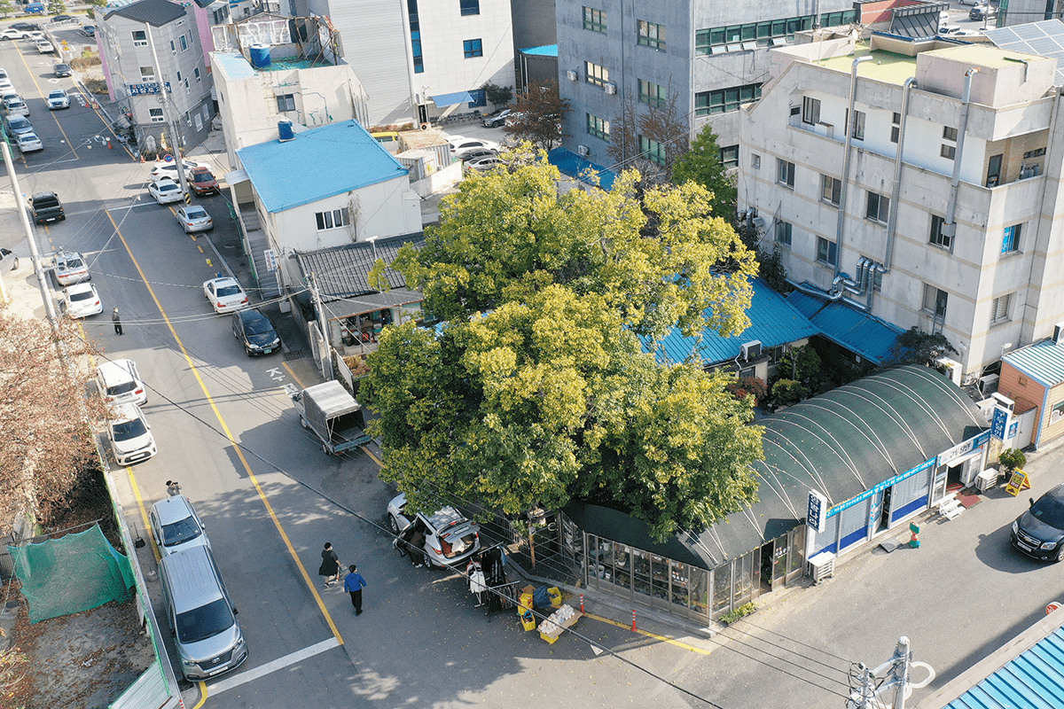 조평마을 당산나무