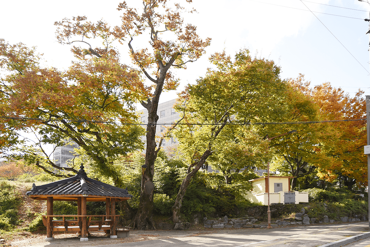 명동마을 당산나무