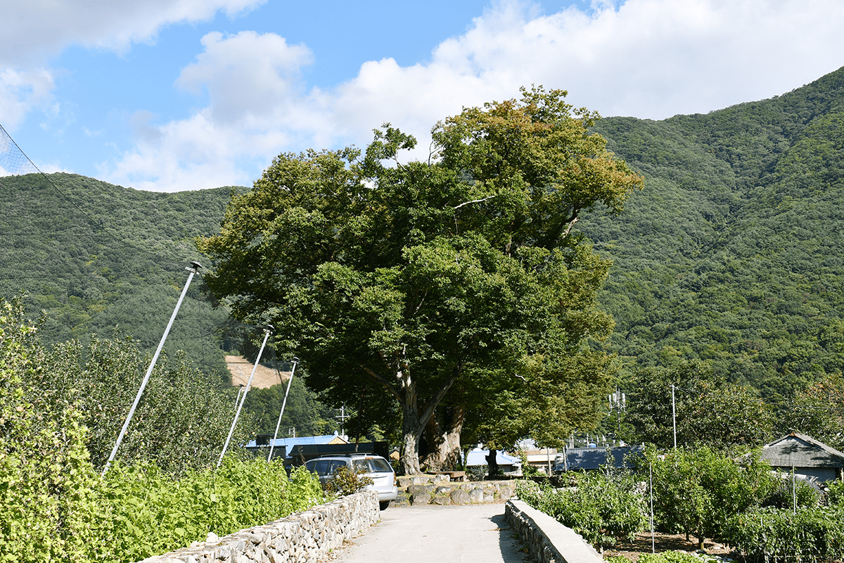 선리마을 당산나무