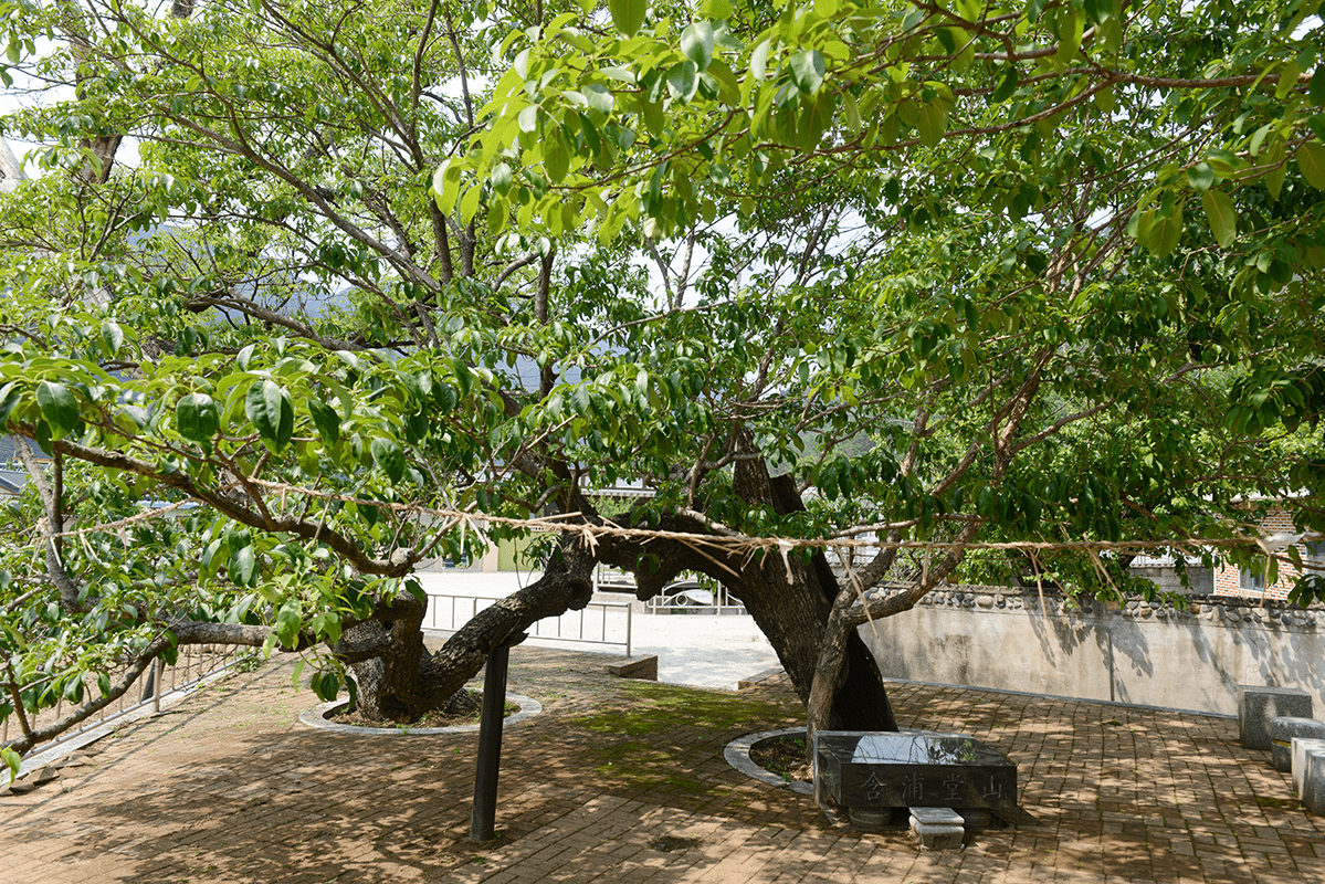 함포마을 당산나무
