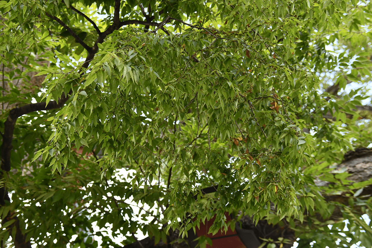 지나마을 당산나무잎