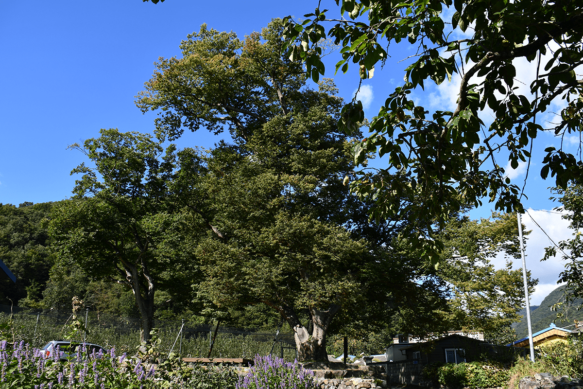 선리마을 당산나무