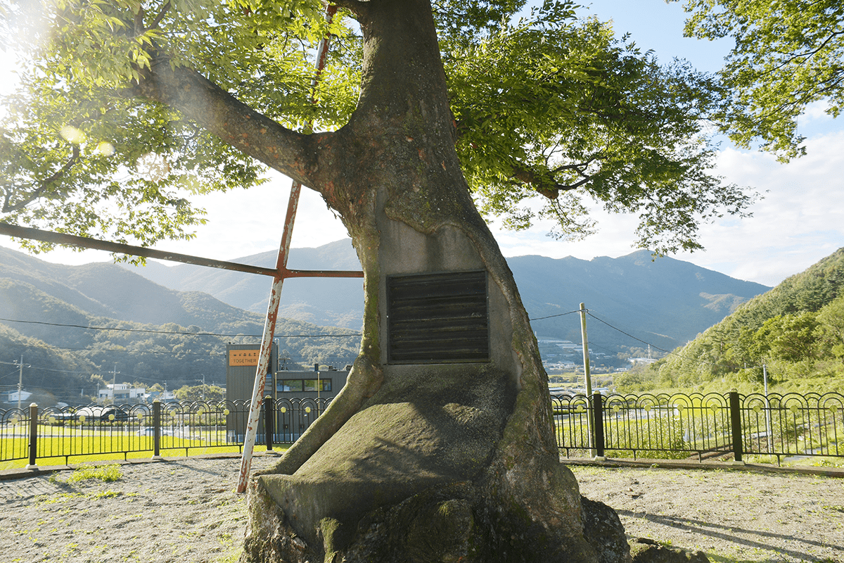 지나마을 당산나무