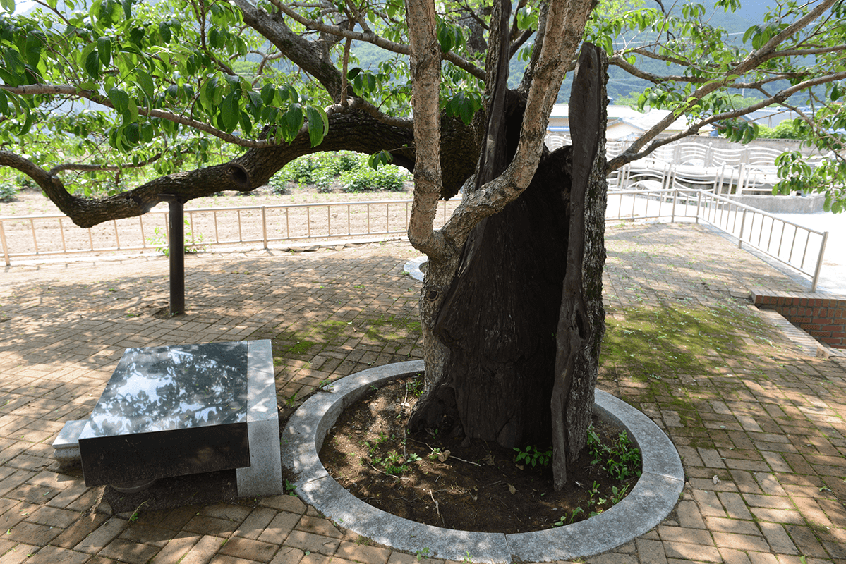 함포마을 당산나무