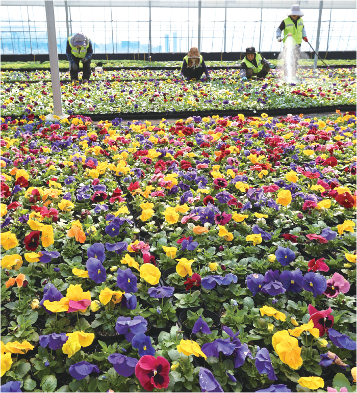 봄꽃, 도심 수놓을 준비 한창