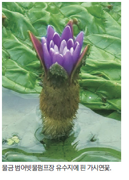 2-%EA%B0%80%EC%8B%9C%EC%97%B0%EA%BD%83_%