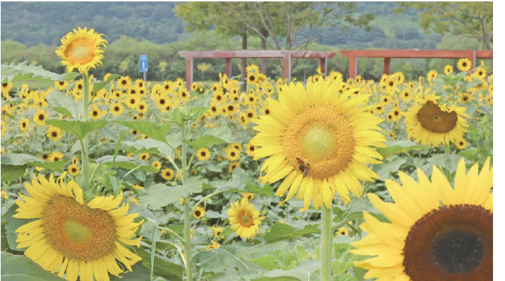 황산공원 해바라기 ‘활짝’