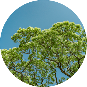 City tree: Retusa fringe tree