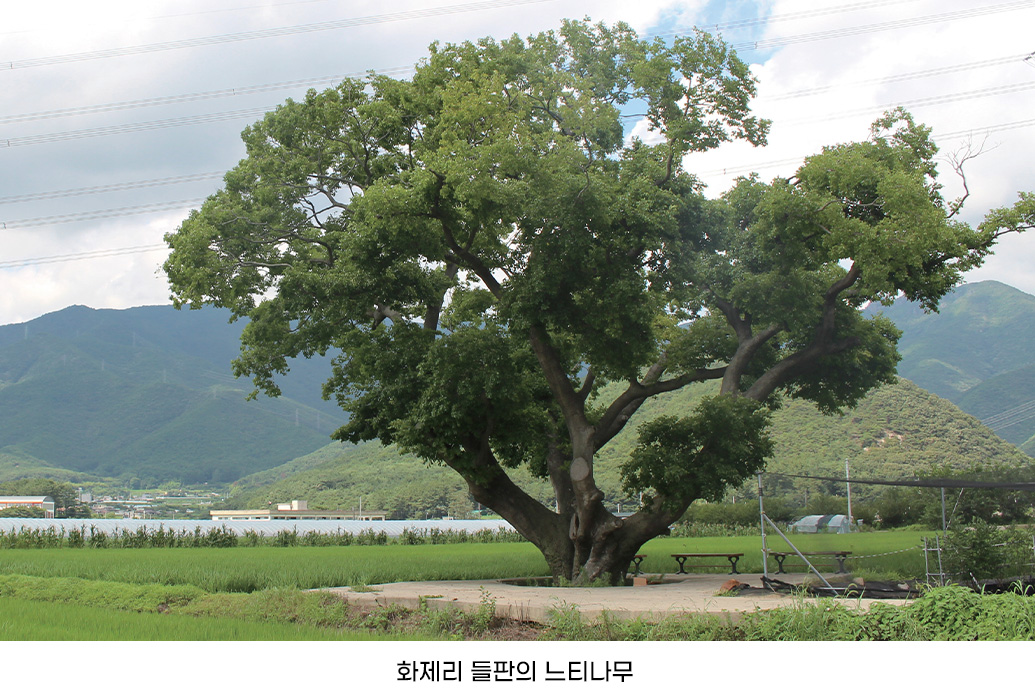 화제리 들판의 느티나무