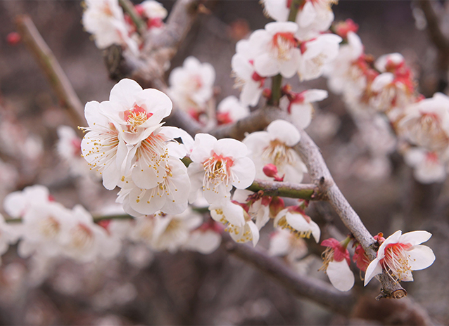 원동매화축제 이미지