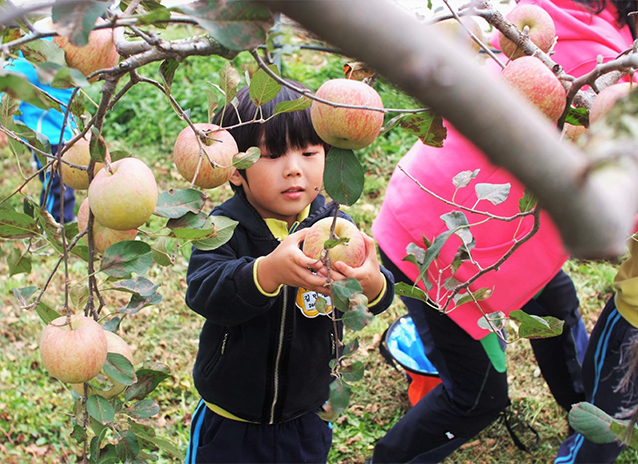 배내골사과축제 이미지