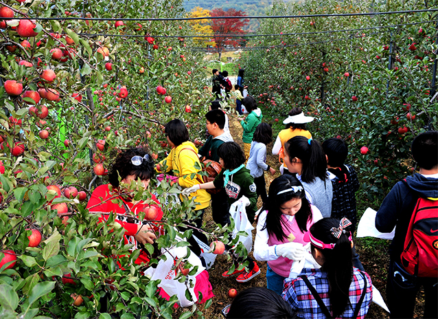 배내골사과축제 이미지